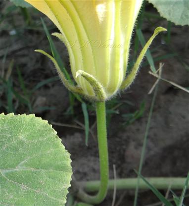 Male flower
